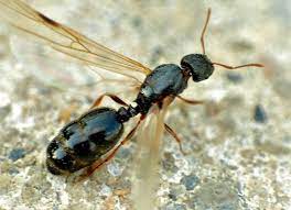 FLYING ANTS ARE TAKING OVER - Pest Control Jupiter | Termite Control  Florida | Lawn Care 33469 - Palm Coast Pest Control