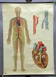 Details About Vintage Rollable Medical Wall Chart Poster Anatomy Blood Circulation Human