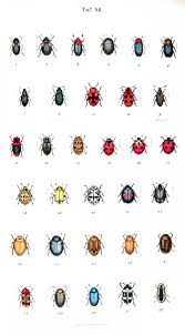 Animal Insect Ladybugs Bees Etc Vintage Printable At