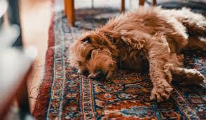 area rug cleaning k9 carpet cleaning