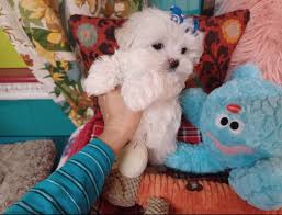 adorable tiny toy maltese puppy murphy