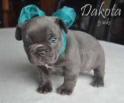 Are blue french bulldog puppies a blessing or something to be phased out? Blue Brindle Bluehaven French Bulldogsbluehaven French Bulldogs