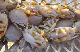 sand fleas mole crabs or sand crabs