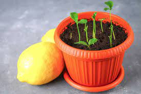 grow a lemon tree from seed