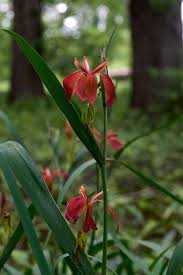 I have never tried to plant the. Iris Fulva Wikipedia