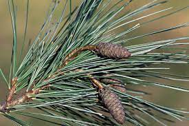 13 most common north american pine species