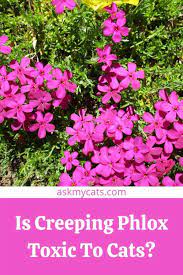 can cats eat phlox is phlox toxic to cats
