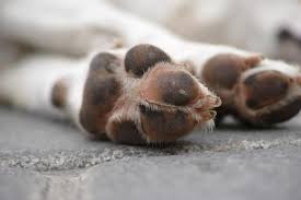 causes of lumps on dog paw pads plus