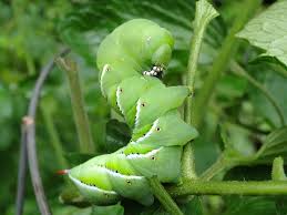 Attract Good Bugs To Fight Tomato Pests
