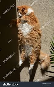 Cat Pet Resting Solar Lights Home Stock Photo Edit Now