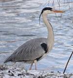 Héron cendré - Ardea cinerea