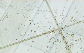how to keep small ants out of your home