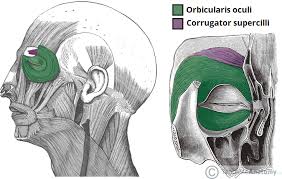 The Muscles Of Facial Expression Orbital Group Nasal