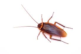 No need for a pest control company or costly treatments. How To Get Rid Of Cockroaches Step By Step Mymove