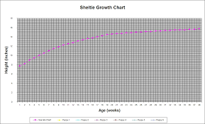 Sheltie Growth Chart Weight Www Bedowntowndaytona Com