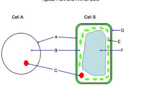 Inorganic ions, about 1% of cell mass, including sodium, potassium. Kn 6725 Cell Diagram For Quiz Free Diagram