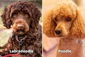 labradoodle vs poodle comparing
