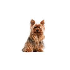 What is behind a maine aussie? Silky Terrier Puppies Pet City Pet Shops