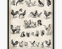Chicken Breeds Chart Etsy