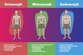 ectomorph for weight muscle gain