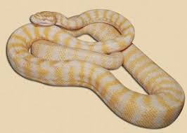 darwin carpet python snake ranch