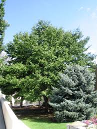 Zelkovas became a popular replacement for elms after dutch elm disease decimated the population. Tree Details