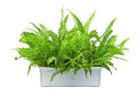 Indoor Plants Safe For Dogs Pet