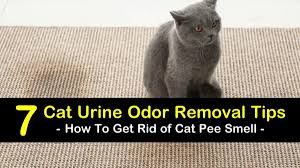 7 simple ways to get rid of cat smell