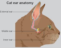 Nasopharyngeal polyps are benign growths that develop in kitties at the back of the throat, in the middle ear, or above the soft left untreated, the polyp can burst through to the cat's eardrum. Ear Problems In Cats Pdsa