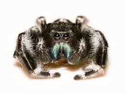 Jumping Spiders Pest Profile Pictures Information