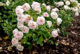 how to grow and care for floribunda roses