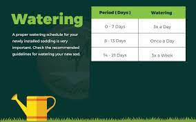 watering guide for new sod