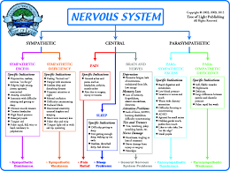 Biological Terrain For The Nervous System Chart