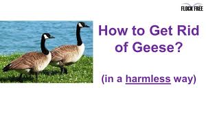 Fortunately, there are many tips on how to get rid of canada geese from yards that do not harm the geese in the process. How To Get Rid Of Geese And Ducks In A Humane Way Youtube