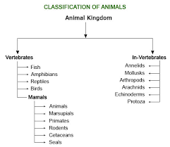 Classification Of Animals Vertebrates In Vertebrates