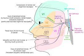 skin and mucosa