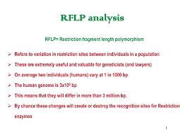 For modern forensic work rflp typing has been superseded by methodology based on the polymerase chain reaction which requires only minute amounts of sample for a successful typing. Ppt Rflp Analysis Powerpoint Presentation Free Download Id 681395