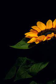sunflower wallpaper images browse 33