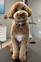 Dog Grooming | Town Dog