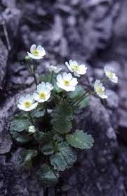 Ranunculus bilobus - Legge regionale 10 - Flora e piccola fauna ...