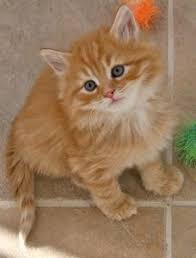 They are friendly, affectionate and absolutely. 32 Siberian Kittens Ideas Siberian Kittens Kittens Siberian