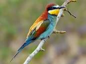 Image result for public domain european bee eater