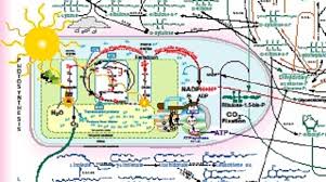 The Wonders Of The Human Cell The Metabolic Pathways Chart