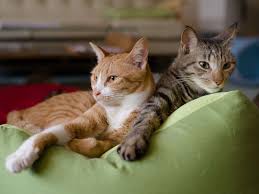 Normal heart rate for cats: Cat Health What Is Considered Normal