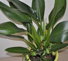 Low Light Indoor Plants To Hire In Brisbane
