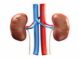 hepais b can it cause kidney disease