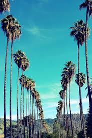 Palm Trees In Los Angeles California