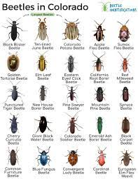 types of beetles in colorado with pictures