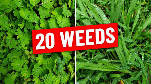 identify 20 weeds in the lawn plus weed