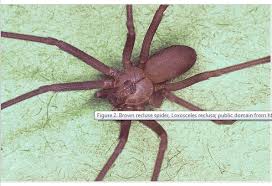 Neurotoxic venom attacks the nervous system and the brain. Spider Bites Cancer Therapy Advisor